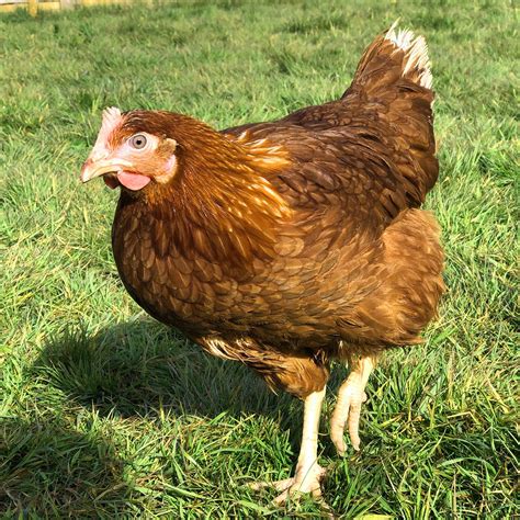 Heritage and broad-breasted breeds available. . Hens for sale near me